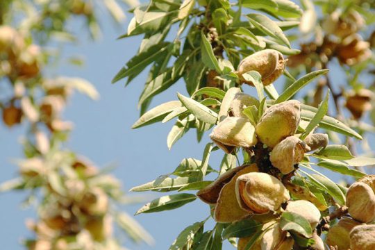 6 μυστικά για την καλλιέργεια της αμυγδαλιάς