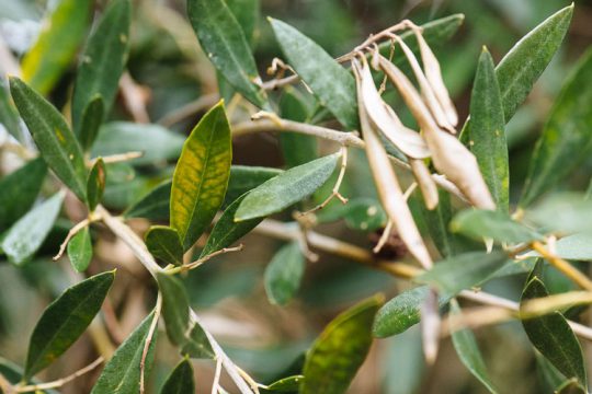 Το βόριο στη λίπανση της ελιάς