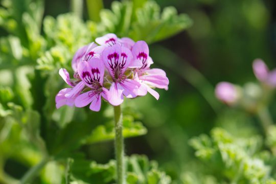 Αρμπαρόριζα, ένα αρωματικό φύτο με όμορφα λουλούδια