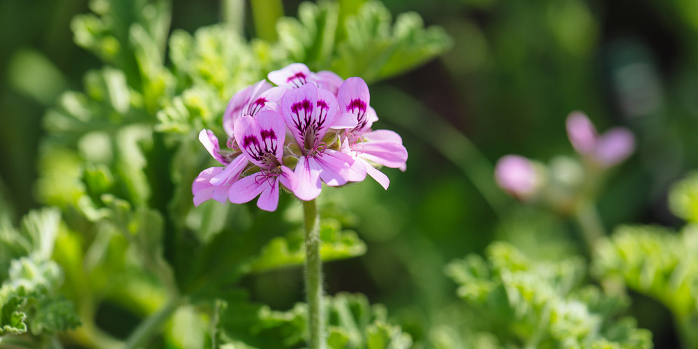 Αρμπαρόριζα, ένα αρωματικό φύτο με όμορφα λουλούδια