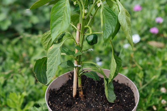 Φύτευση και καλλιέργεια πιπεριάς σε γλάστρα