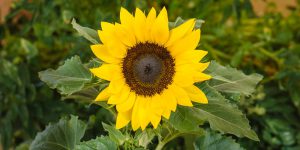 Ηλίανθος, το λουλούδι του ήλιου