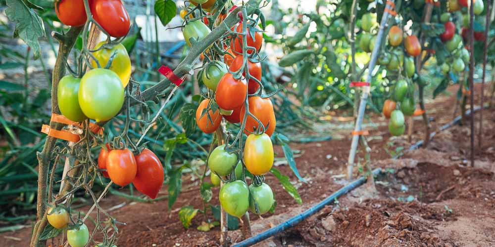 Υποστήλωση σε καλλιέργεια ντομάτας