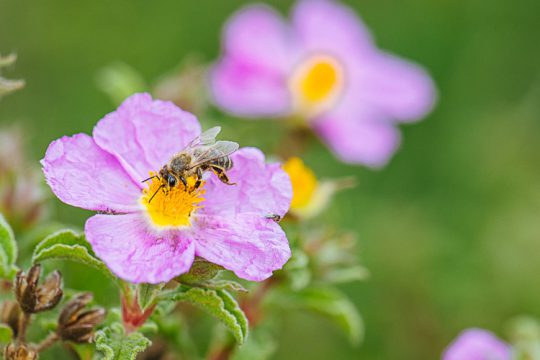 Ο ρόλος της μέλισσας στην επικονίαση των φυτών