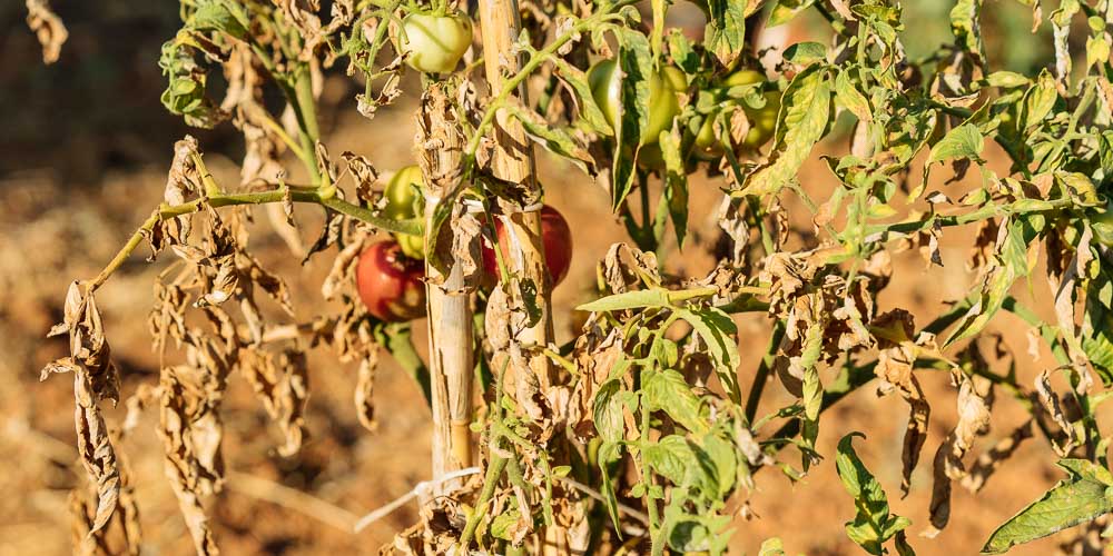 Προστασία φυτών από ζέστη και καύσωνα