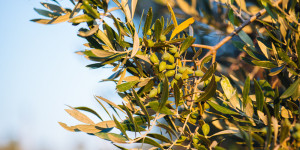 10 μυστικά για την καλλιέργεια της ελιάς