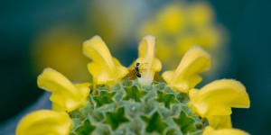 Φυσικοί τρόποι αντιμετώπισης των μυρμηγκιών στον κήπο
