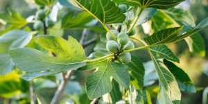 7 μυστικά για την καλλιέργεια της συκιάς