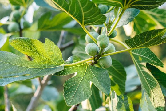 11 μυστικά για την καλλιέργεια της συκιάς