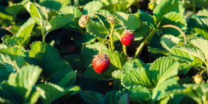 Φύτευση και καλλιέργεια φράουλας