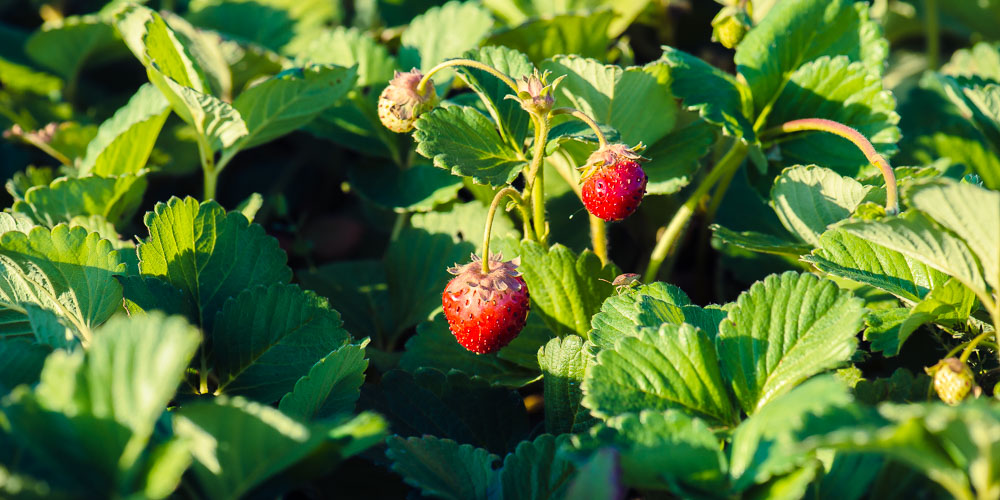 13 μυστικά για φύτευση και καλλιέργεια φράουλας (+video)