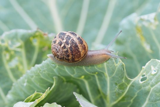 4 φυσικοί τρόποι για να διώξουμε τα σαλιγκάρια από τον κήπο