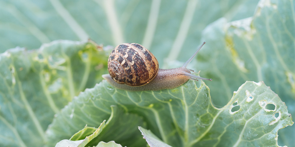 4 φυσικοί τρόποι για να διώξουμε τα σαλιγκάρια από τον κήπο