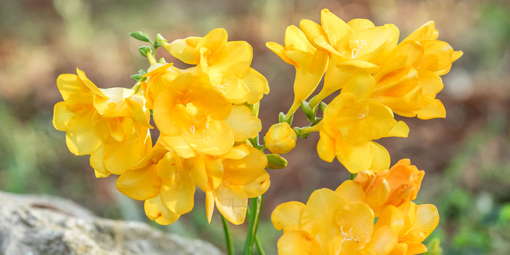 φρεζια κιτρινα λουλουδια