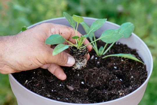 Πώς καλλιεργούμε σπανάκι σε γλάστρα