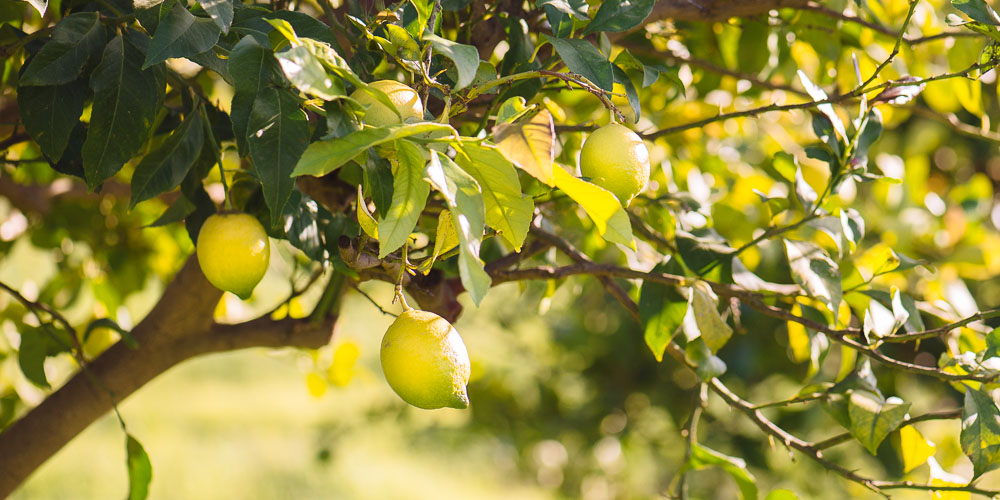 8 μυστικά για καλλιέργεια και φροντίδα λεμονιάς