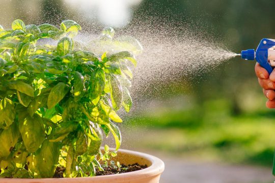 Οικολογικοί τρόποι για την προστασία των φυτών με φυσικά υλικά