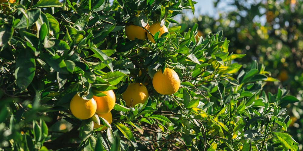 8 μυστικά για την καλλιέργεια της πορτοκαλιάς