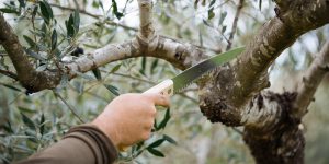 Πότε και πώς γίνεται το κλάδεμα της ελιάς (+video)