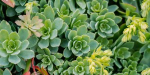 Εχεβέρια (Echeveria), ένα ιδιαίτερα δημοφιλές γένος παχύφυτων