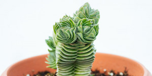 Crassula spiralis: Ένα εντυπωσιακό είδος κρασούλας