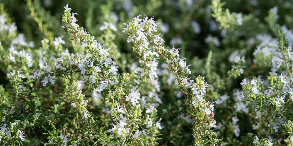 7 μυστικά για την καλλιέργεια του δεντρολίβανου