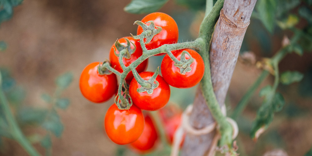9 μυστικά για την καλλιέργεια της ντομάτας