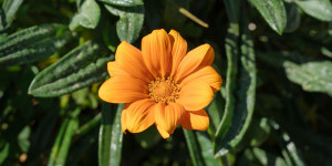 Γκαζάνια, ένα φυτό με μεγάλα λουλούδια