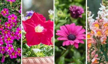 Καλλωπιστικά Φυτά | Τα Μυστικά του Κήπου