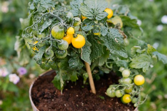 Συμβουλές για να καλλιεργήσουμε ντοματίνια σε γλάστρα