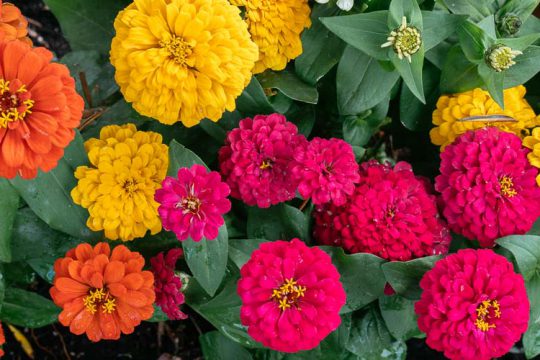 Ζίνια, λουλούδι σε πολλά χρώματα