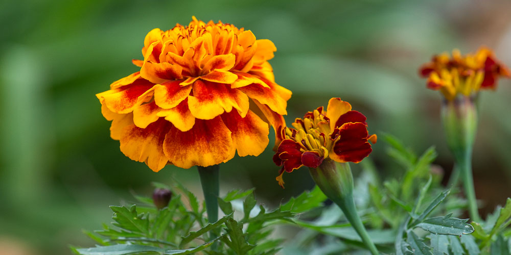 Κατιφές, ένα ανθεκτικό λουλούδι που προστατεύει τα λαχανικά