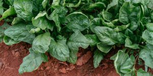 6 μυστικά για φύτευση και καλλιέργεια σπανακιού