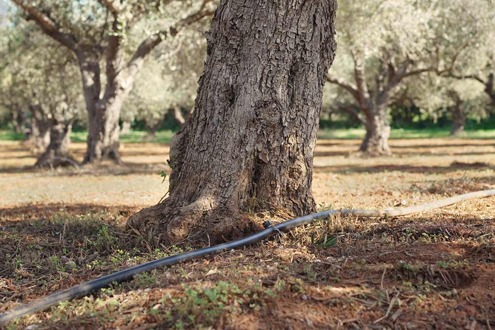 ελια ποτισμα