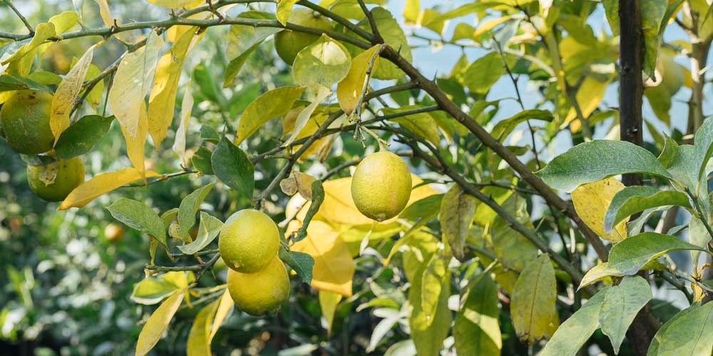 6 μυστικά για φροντίδα λεμονιάς σε γλάστρα