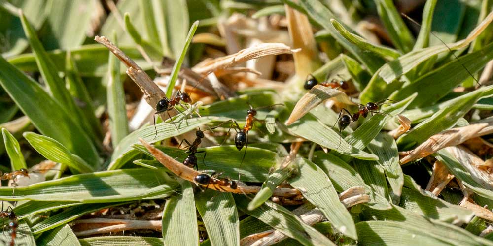 5 φυσικοί τρόποι αντιμετώπισης των μυρμηγκιών στον κήπο