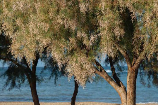 Αλμυρίκι, δέντρο για παραθαλάσσιες περιοχές