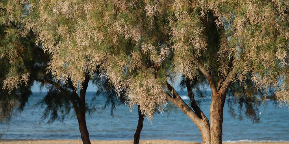 Αλμυρίκι, δέντρο για παραθαλάσσιες περιοχές