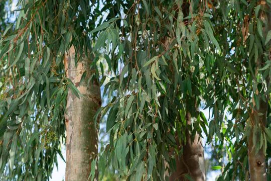 Ευκάλυπτος, ανθεκτικό δέντρο για όλα τα εδάφη