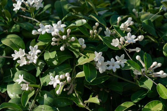 Στεφανωτή, αναρριχώμενο φυτό με αρωματικά άνθη