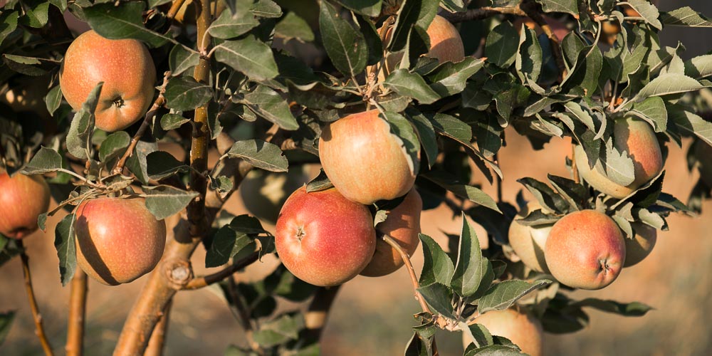 Καλλιέργεια μηλιάς