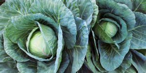 5 μυστικά για καλλιέργεια λάχανου