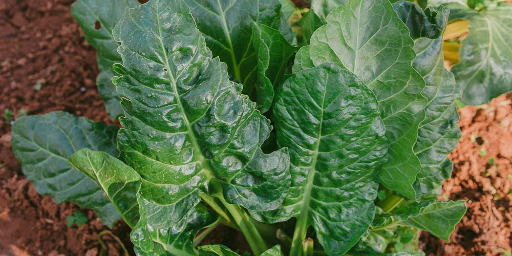 4 μυστικά για καλλιέργεια σέσκουλου