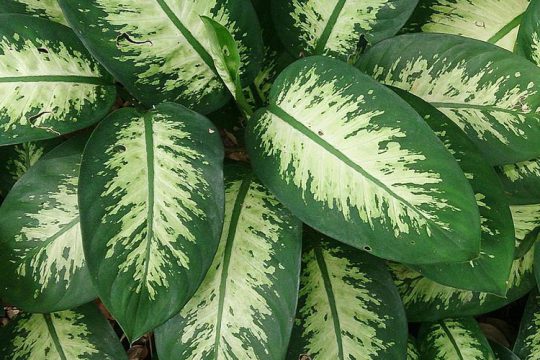 Ντιφενμπάχια, ανθεκτικό φυτό εσωτερικού χώρου