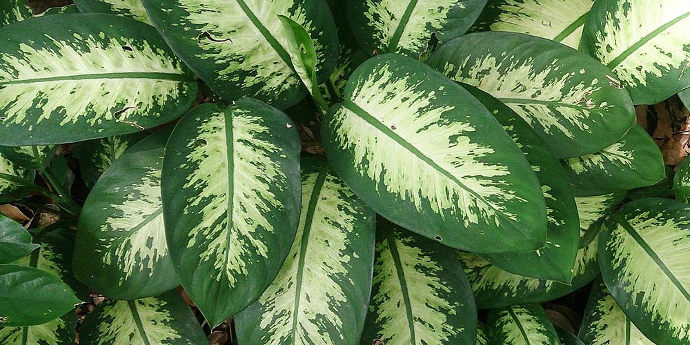 Ντιφενμπάχια, ανθεκτικό φυτό εσωτερικού χώρου