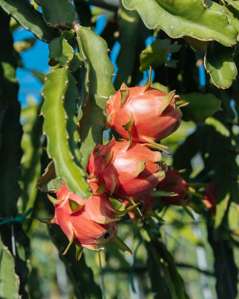 dragon fruit καλλιεργεια