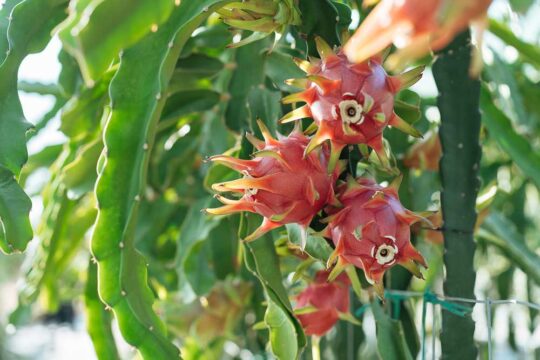 πιταγια dragon fruit καλλιεργεια