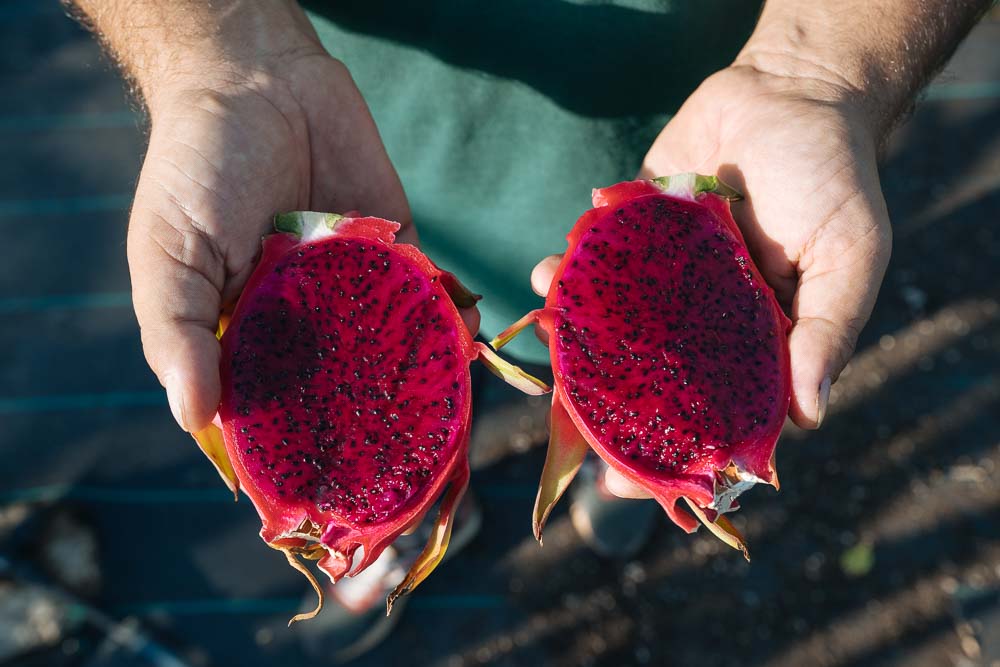 dragon fruit χρωμα καρπου