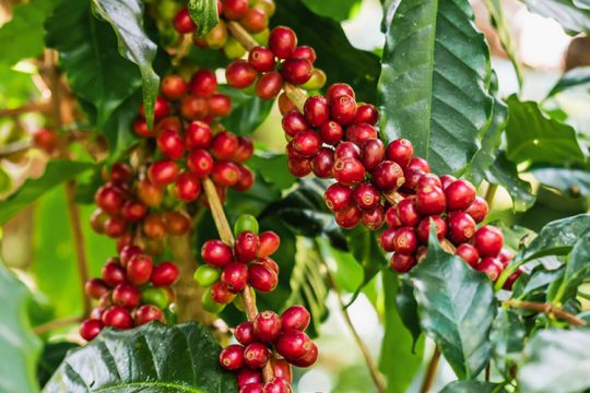 Καλλιέργεια καφεόδεντρου, το δέντρο του καφέ