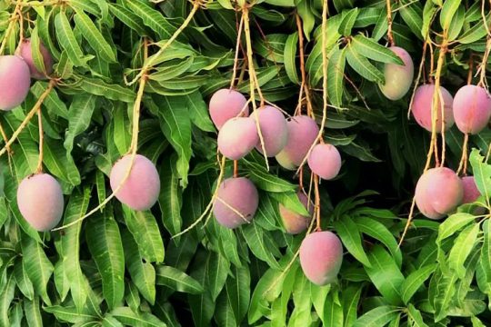 Συμβουλές για καλλιέργεια μάνγκο